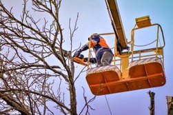 Desbroces de fincas y parcelas Limpieza de parcelas y fincas